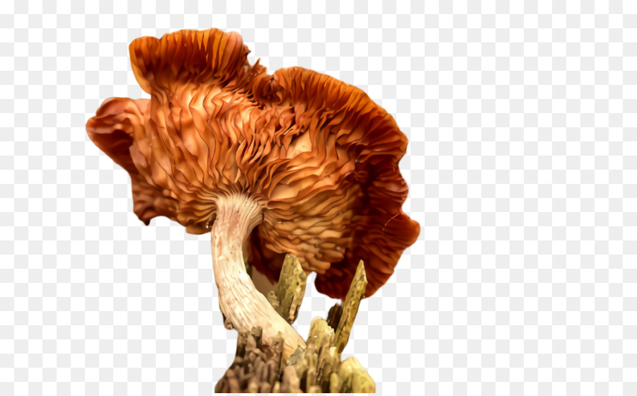 Champignon，Usine PNG