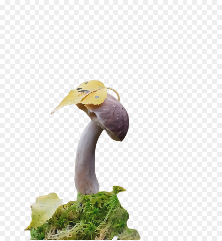 Figurine，Plante PNG