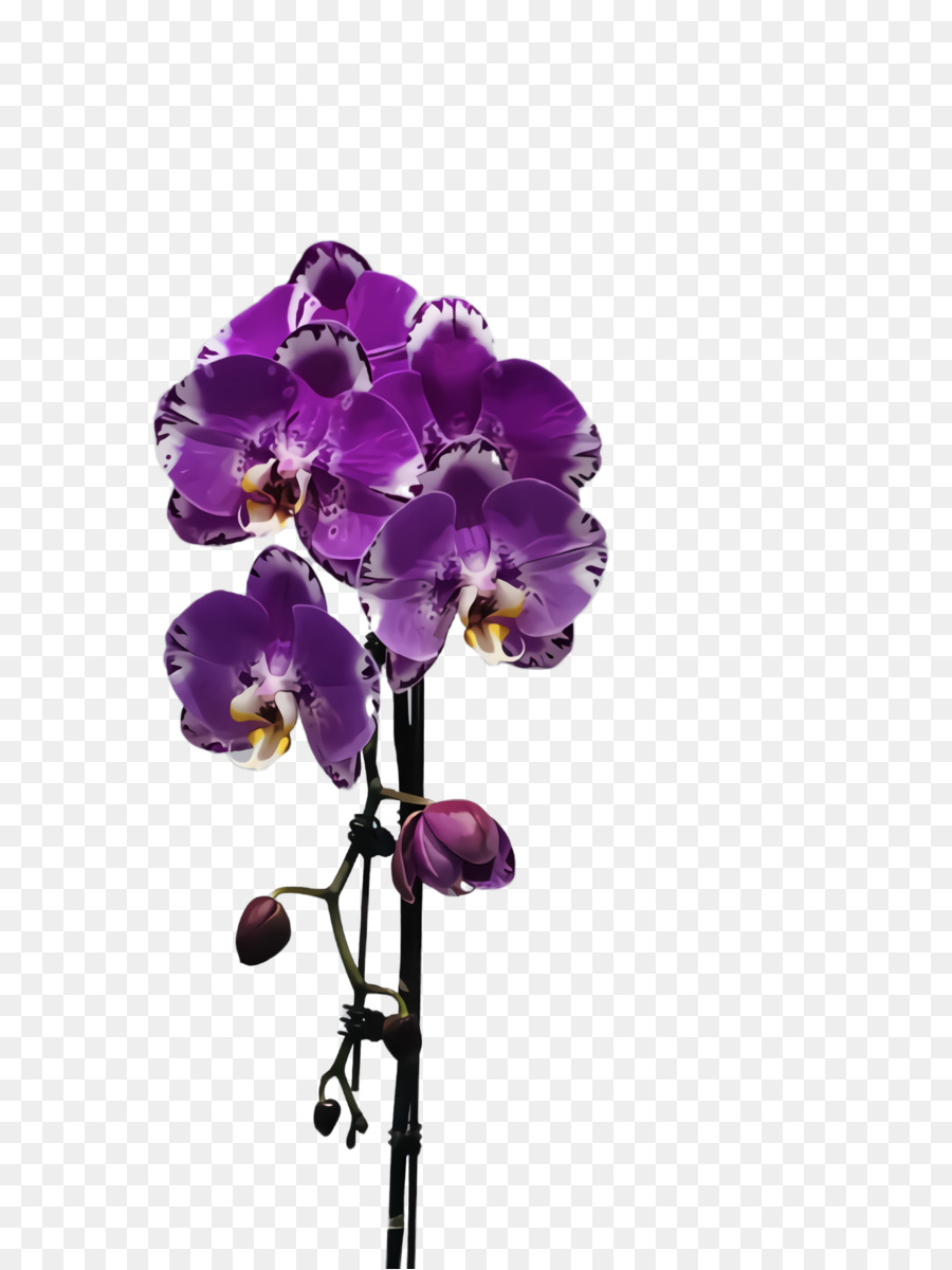 Orchidées Violettes，Bifurquer PNG