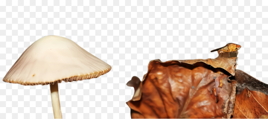 Champignons，Plantes PNG