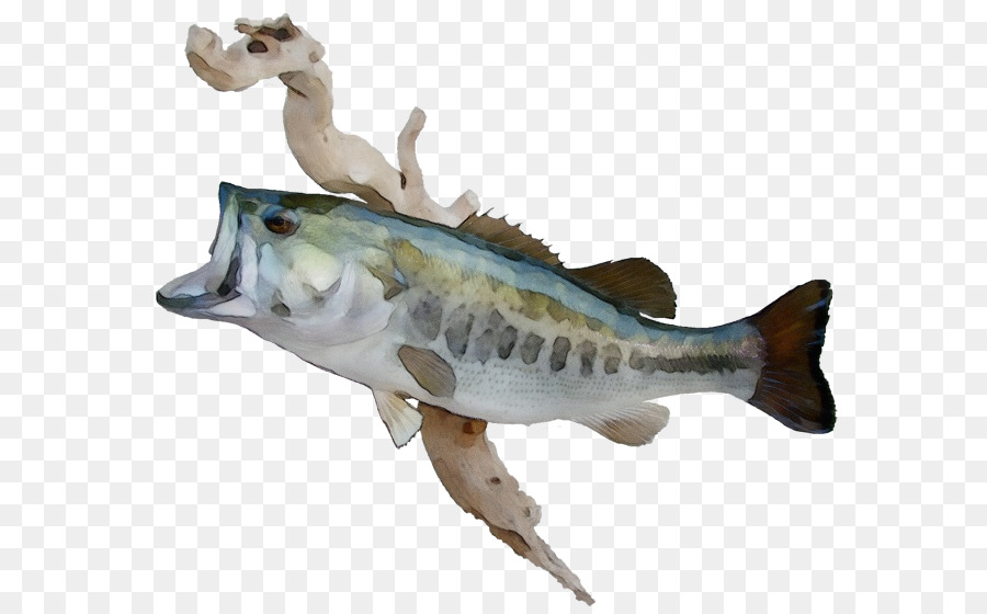 Les Poissons，Figurine PNG