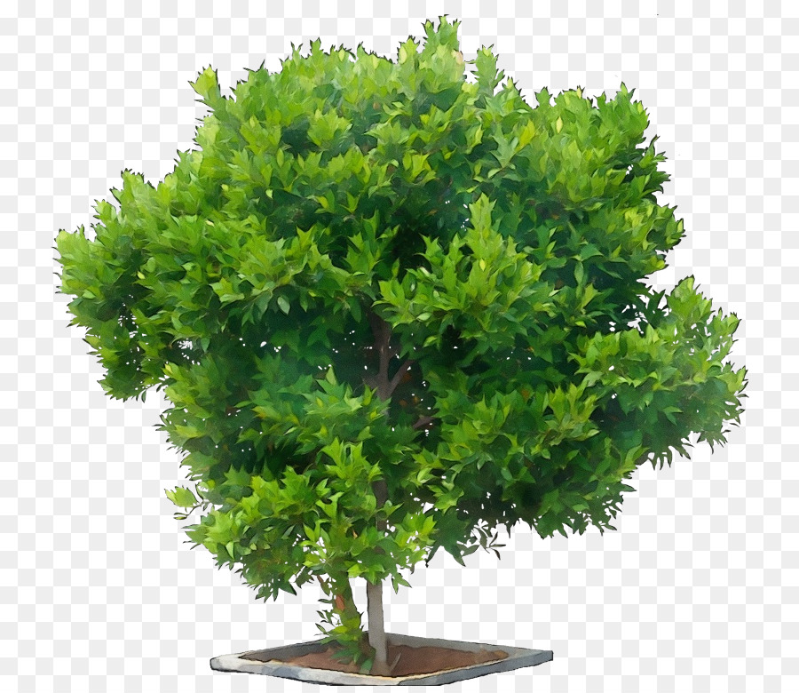 Arbre，Usine PNG