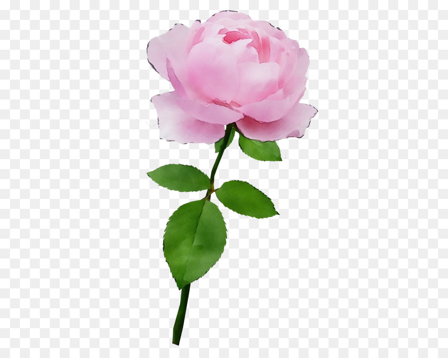 Rose Rose，Floraison PNG