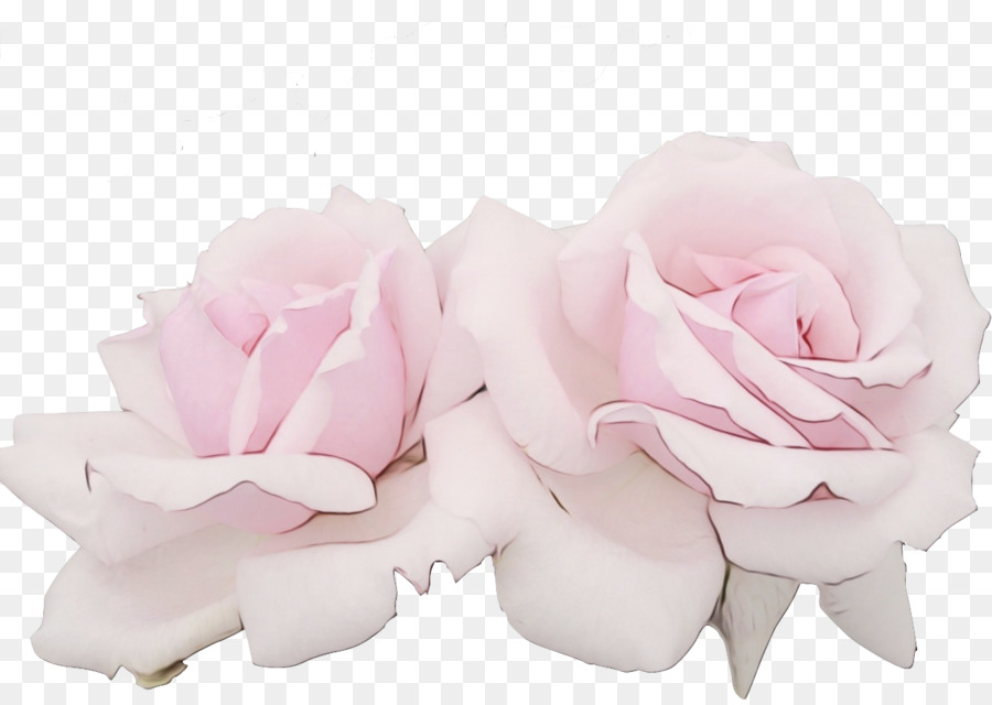 Roses，Rouge PNG