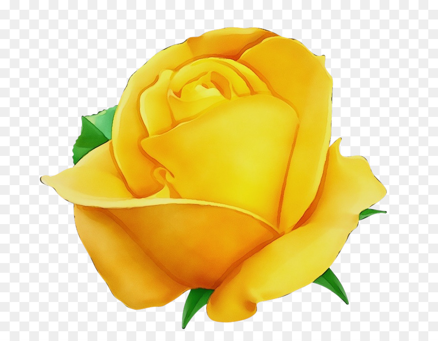 Rose Jaune，Rose PNG