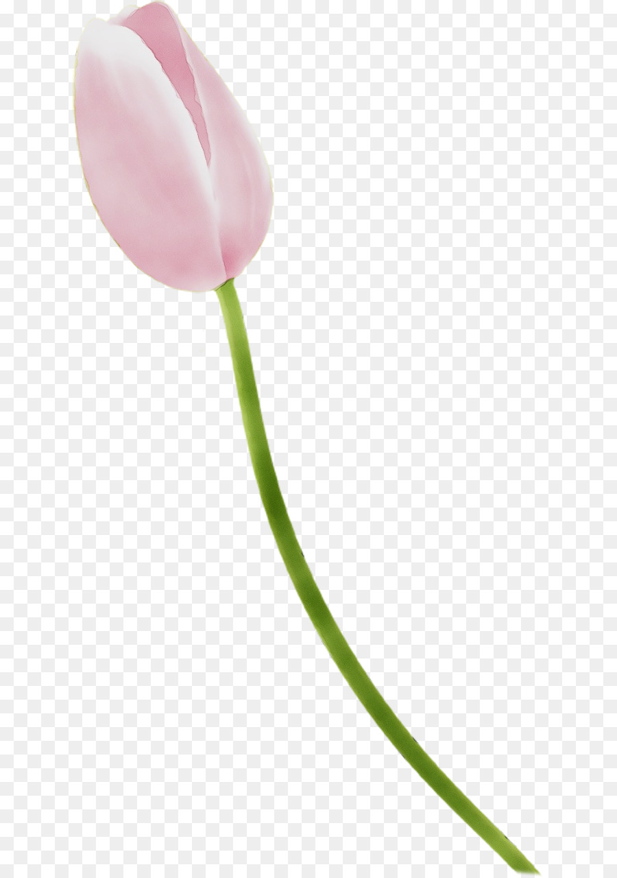 Fleur，Rose PNG