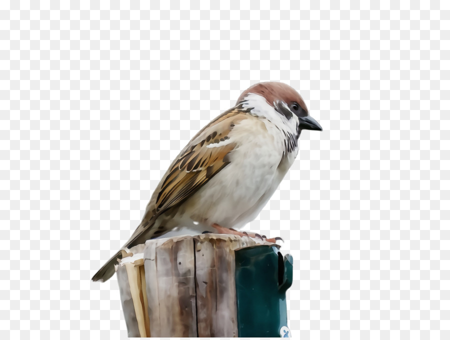 Oiseau，Moineau PNG