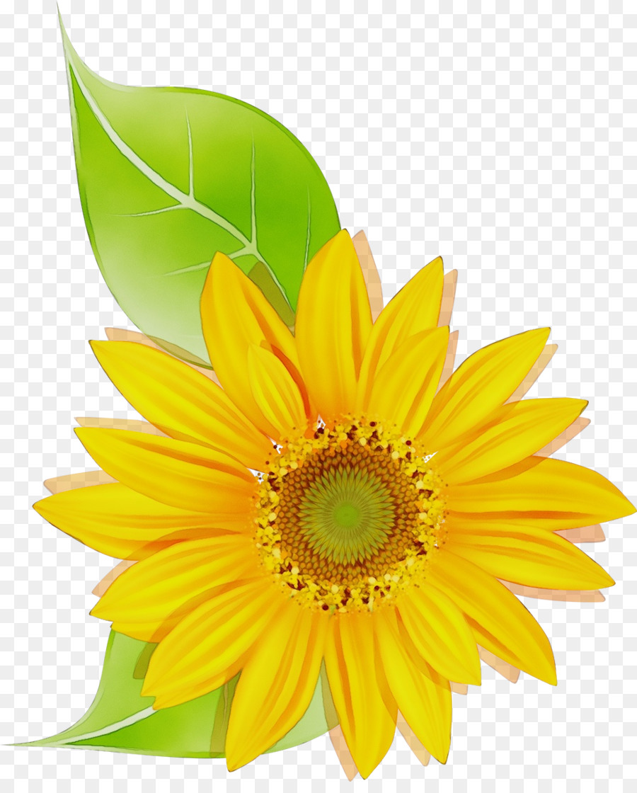 Tournesol，Fleur PNG