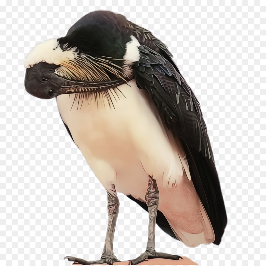 Oiseau，Bec PNG