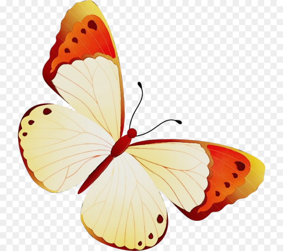 Papillon Jaune，Nature PNG