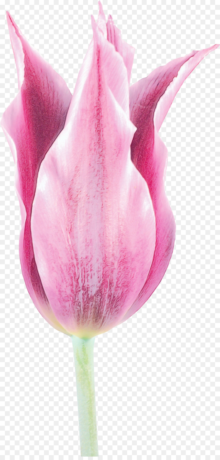 Fleur，Rose PNG