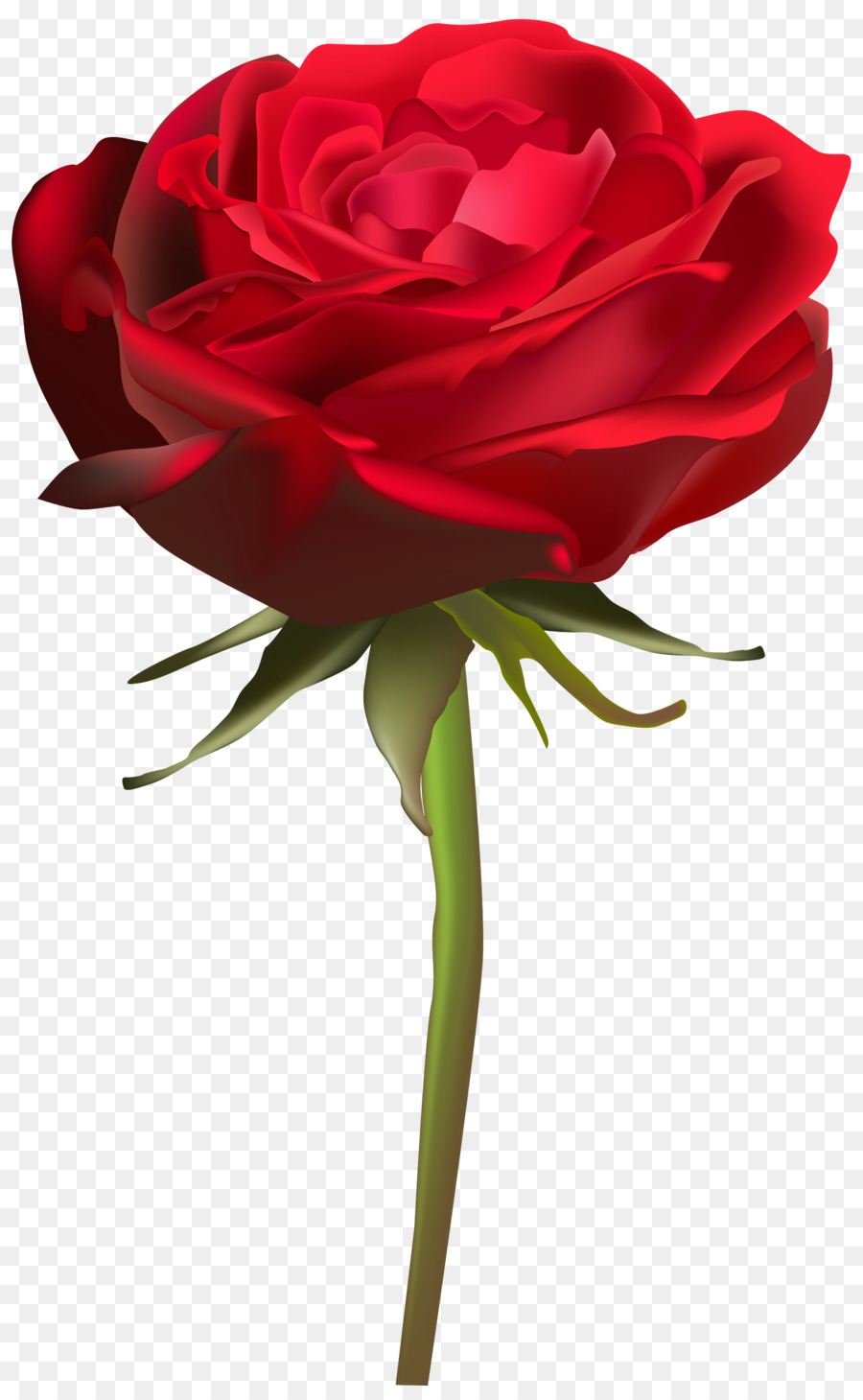 Rose，Rouge PNG