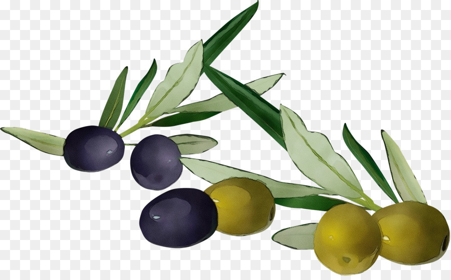 Olives Noires，Bifurquer PNG