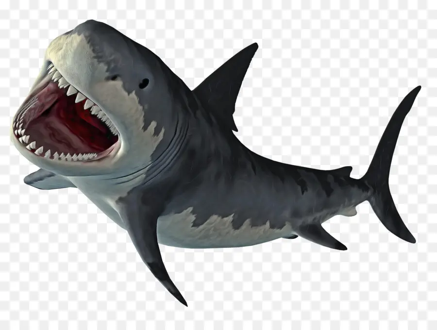 Requin，Grand Requin Blanc PNG