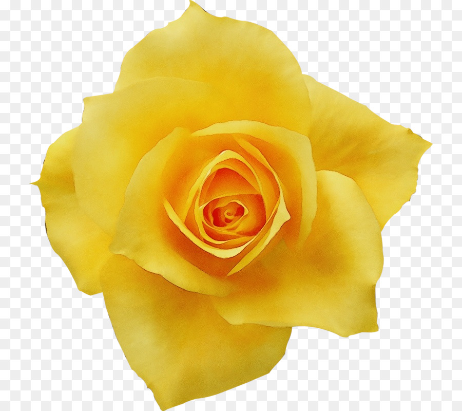 Rose Jaune，Pétales PNG