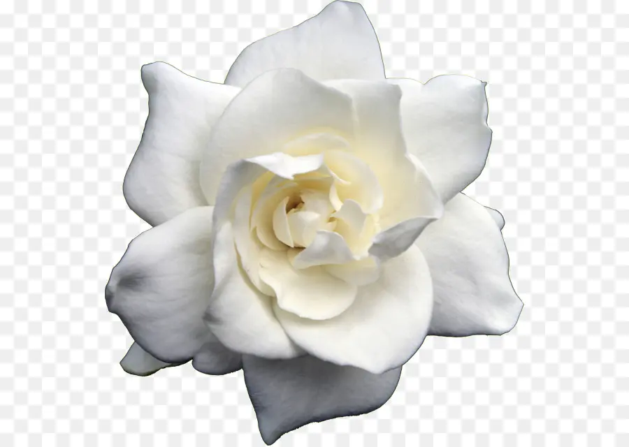 Rose Blanche，Fleur PNG