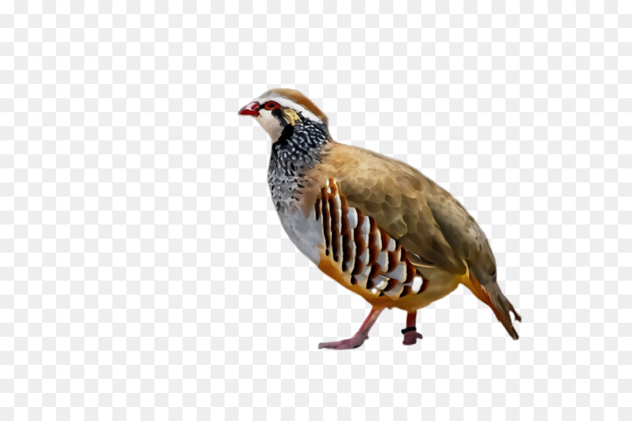 Oiseau，La Perdrix PNG