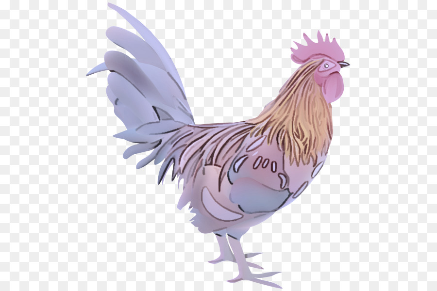 Coq De Dessin Animé，Oiseau PNG