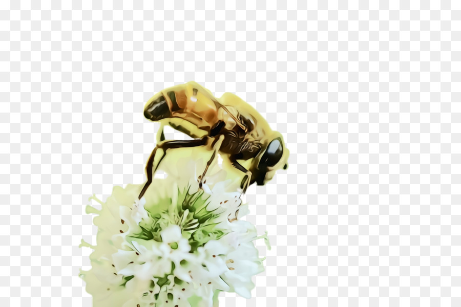 Insecte，Abeille PNG