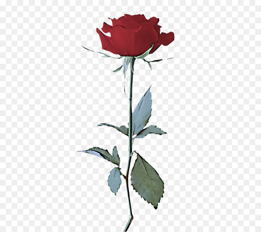 Rose，Rouge PNG