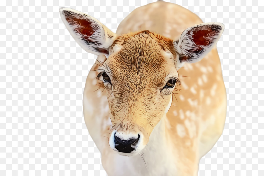 Cerf，Faune PNG