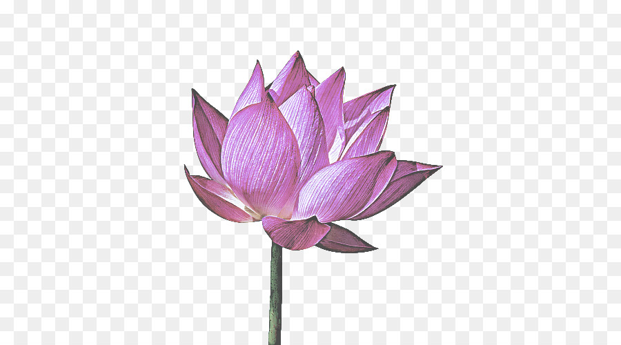 Lotus Rose，Floraison PNG