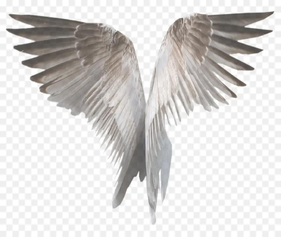 Ailes，Plumes PNG