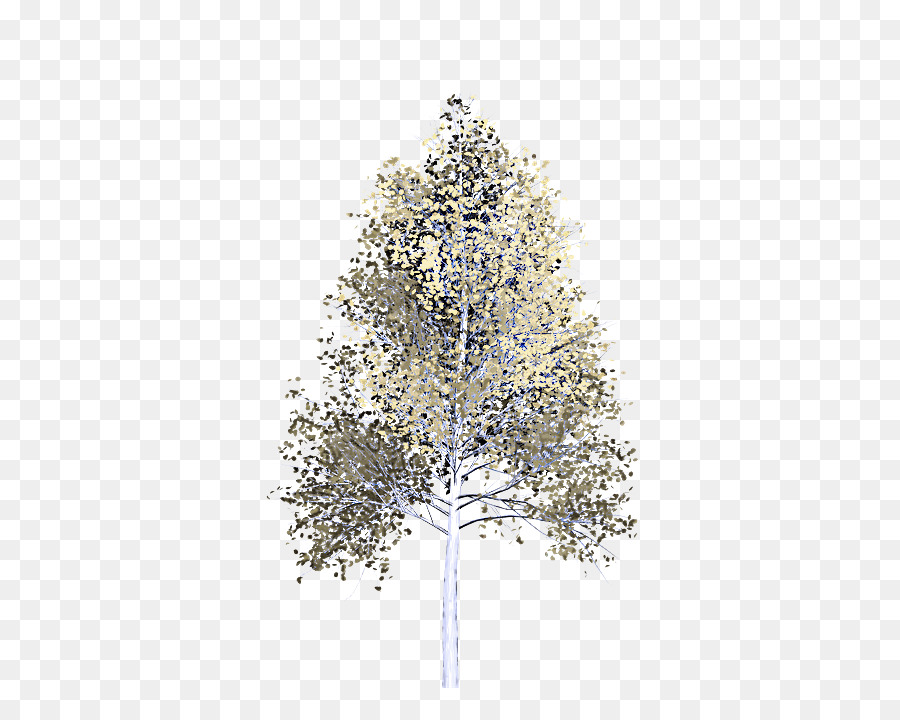 Arbre，Pin Blanc PNG