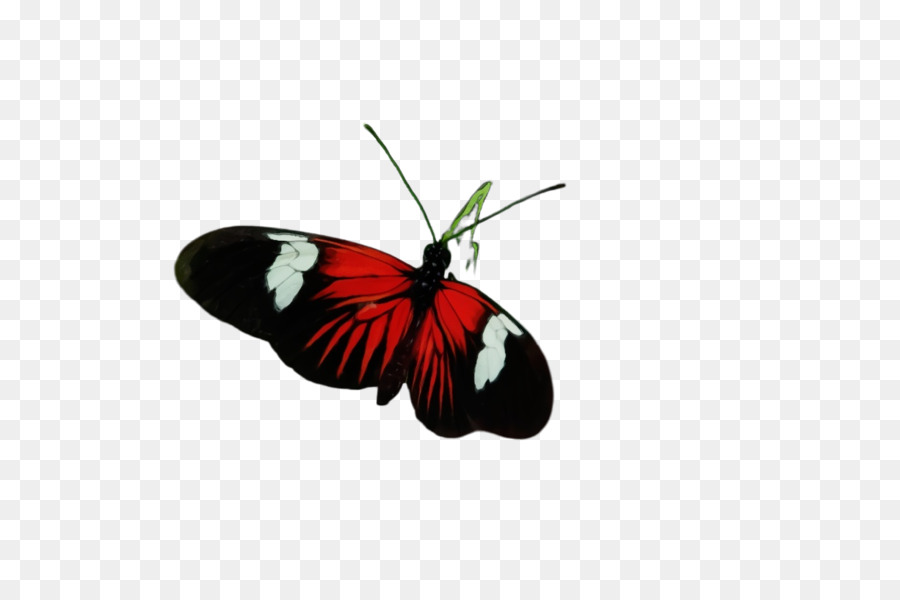 Papillon，Insecte PNG