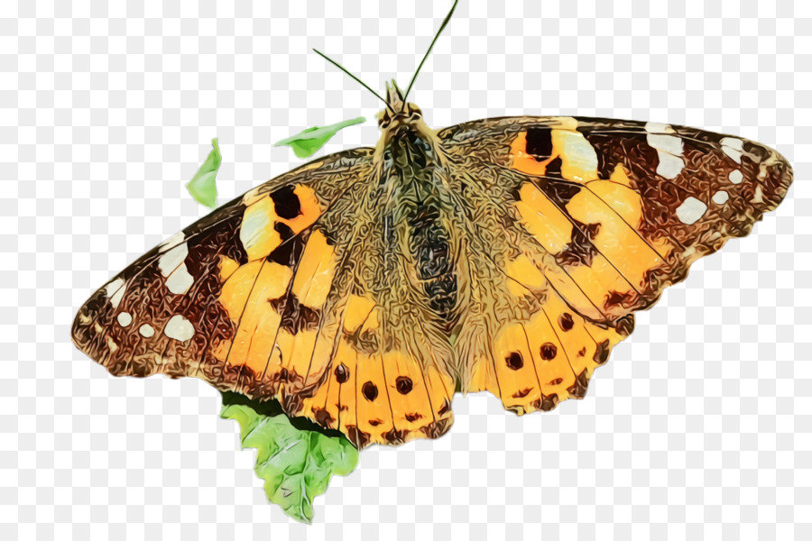 Papillon，Brun PNG