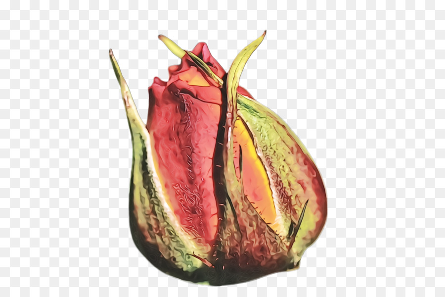Plante，Nepenthes PNG