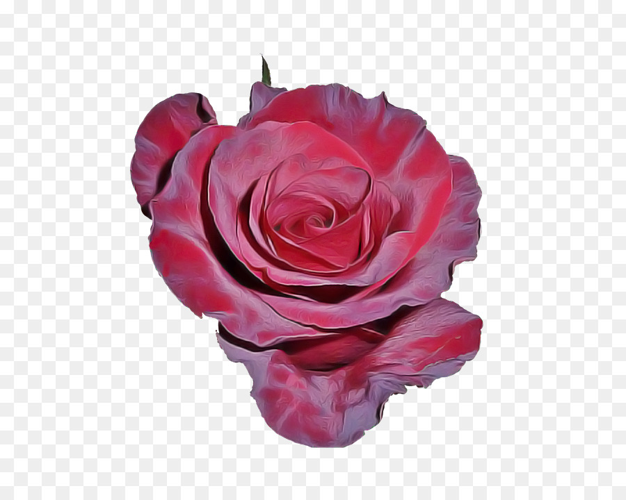 Rose Rose，Floraison PNG