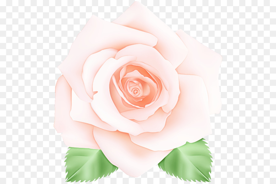 Roses De Jardin，Fleur PNG