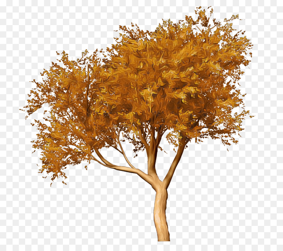 Arbre，Automne PNG