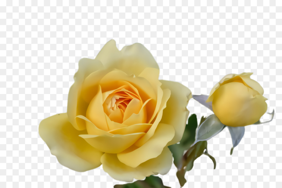 Fleur，Rose PNG