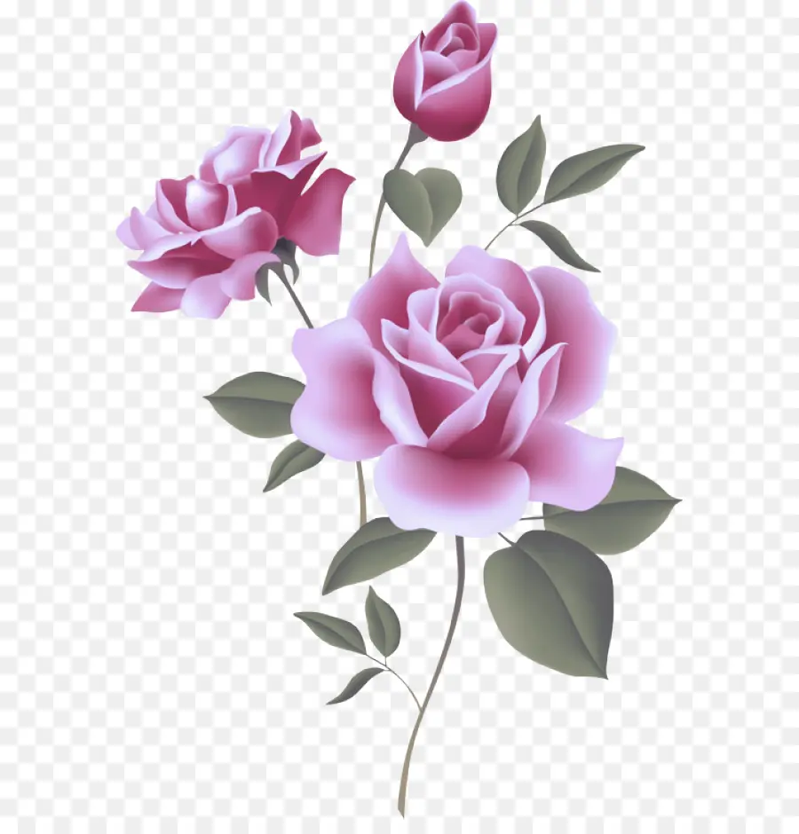 Roses，Rose PNG