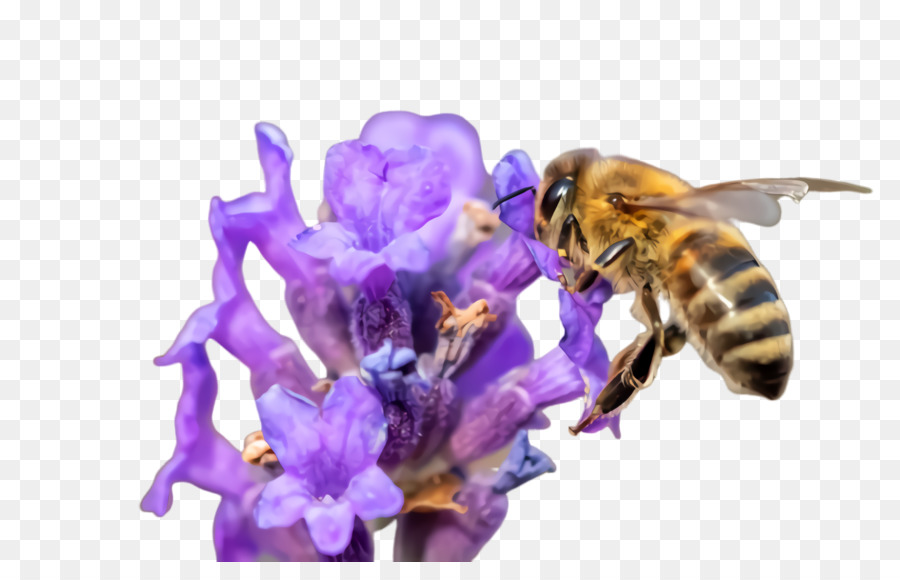 Abeille，Insecte PNG