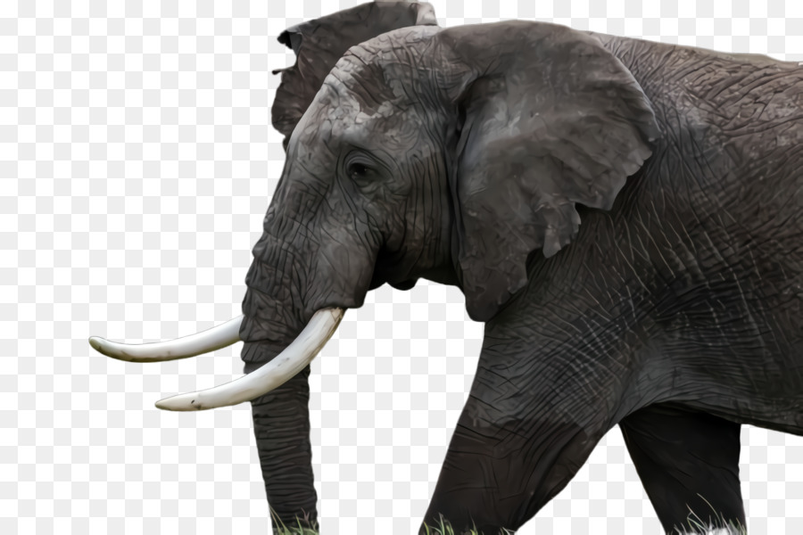 éléphant，éléphants Et Mammouths PNG