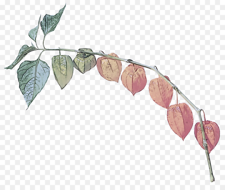 Feuille，Plante PNG