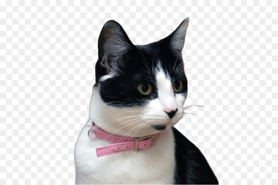 Chat，Chats De Petite à Moyenne PNG