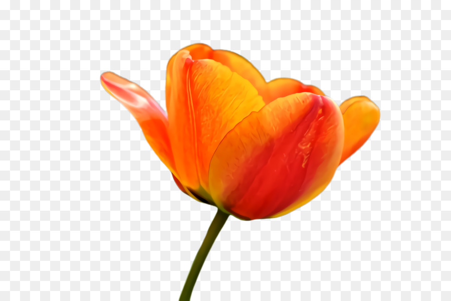 Tulipe，Orange PNG