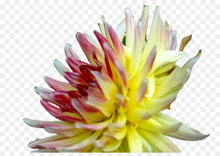 Fleur，Fleurir PNG