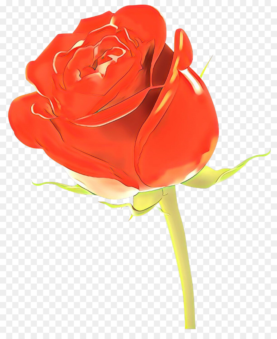 Rose Rouge，Bourgeon PNG