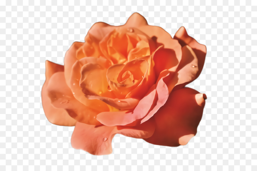 Rose，Floraison PNG