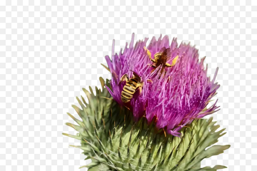 Abeilles Sur Fleur，Fleur PNG