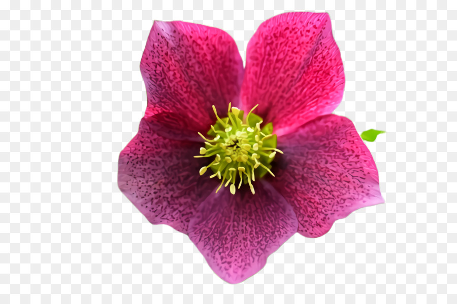 Fleur，La Floraison De La Plante PNG