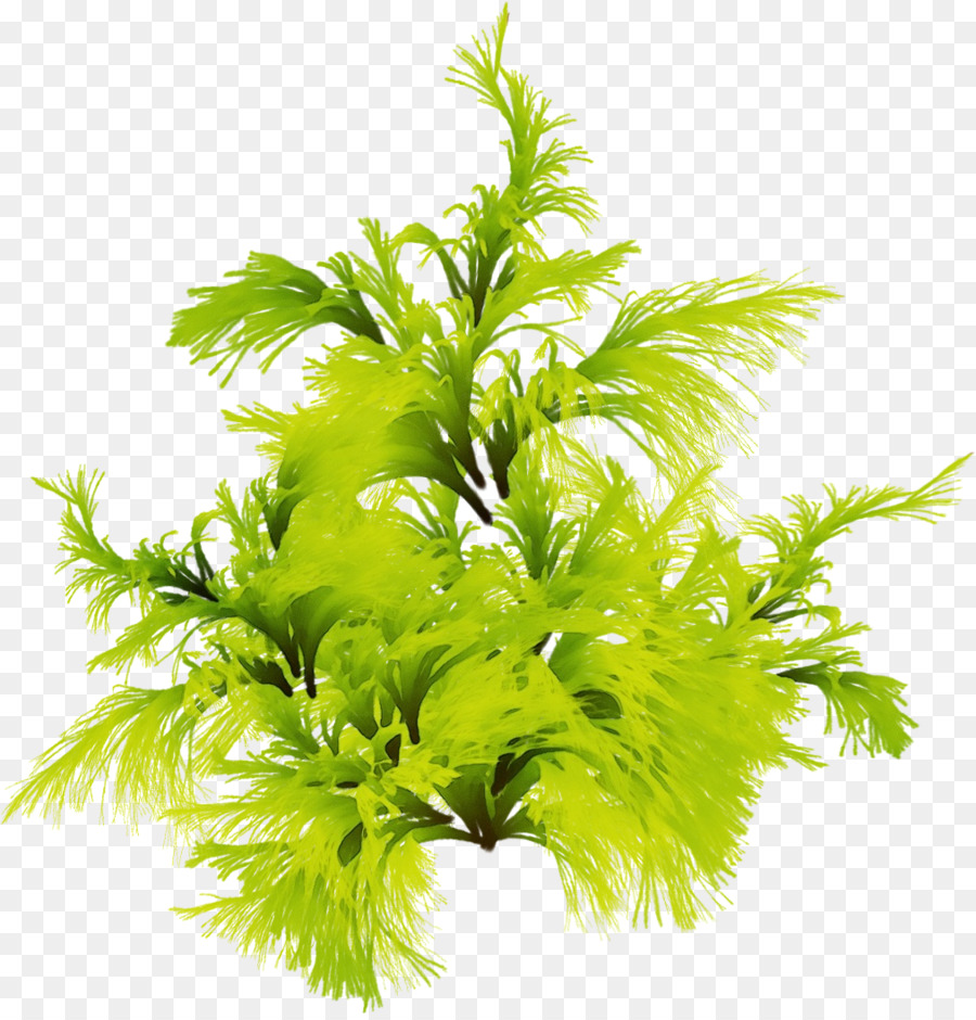 Plante，Feuille PNG