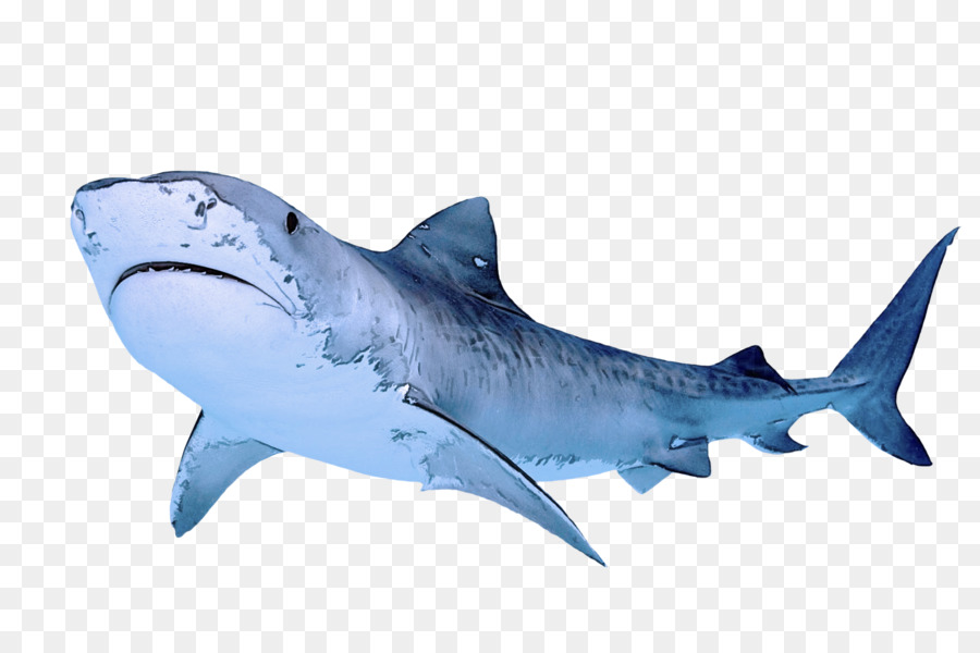 Poisson，Requin PNG