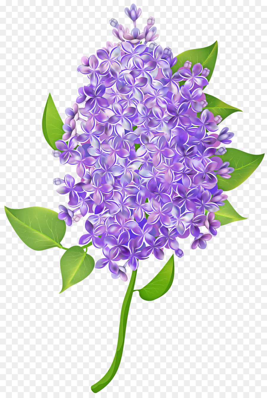 Fleurs Violettes，Fleurir PNG