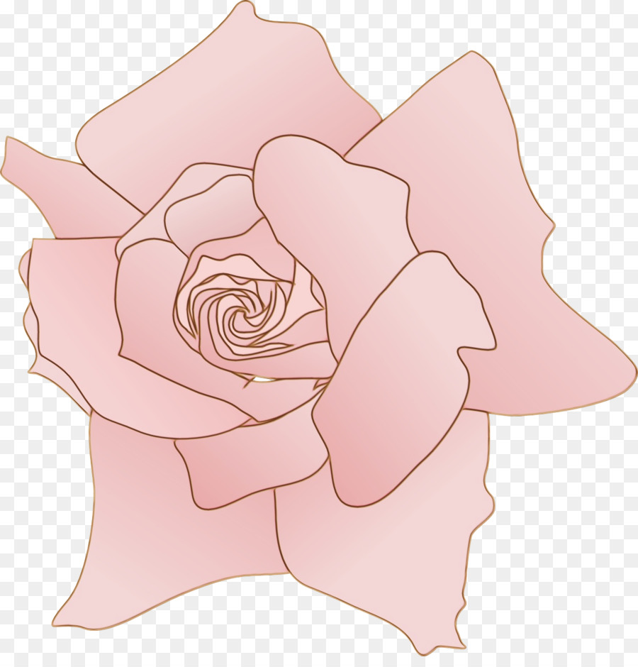 Rose，Famille Des Roses PNG